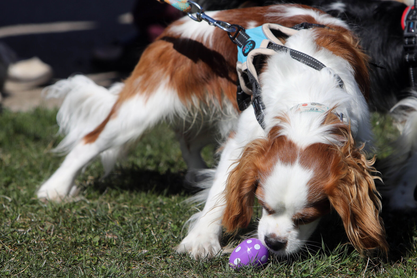 Area News Bits — Dogs hunt Easter eggs, a play goes very wrong